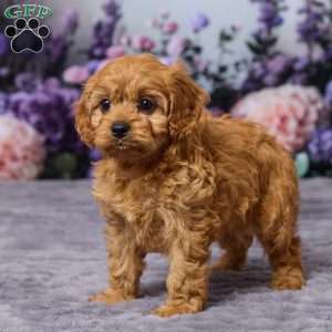 Caramell, Cavapoo Puppy